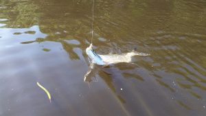 guide de pêche tarbonramene